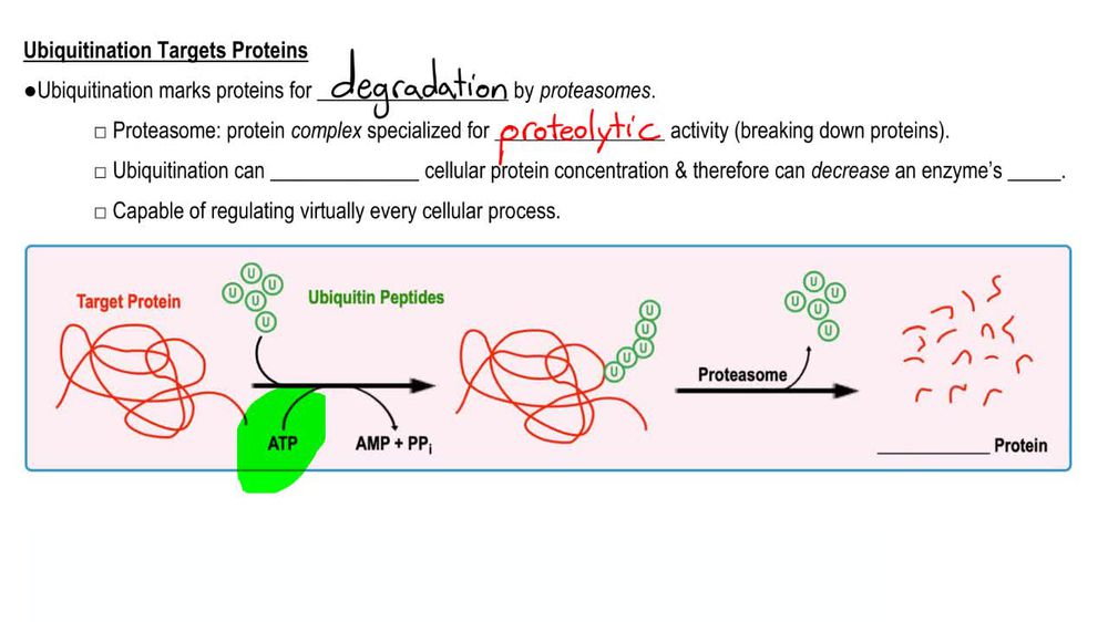 Ubiquitination