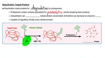 Ubiquitination