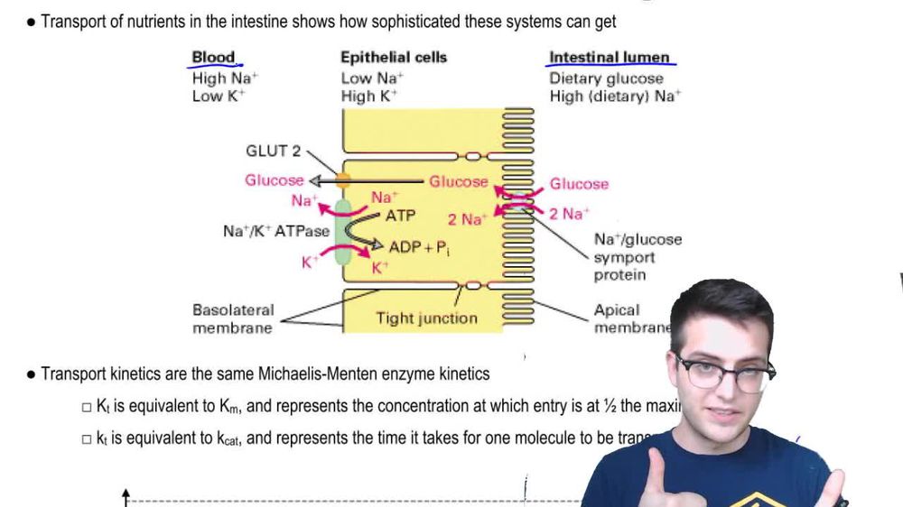 Membrane Transport 3