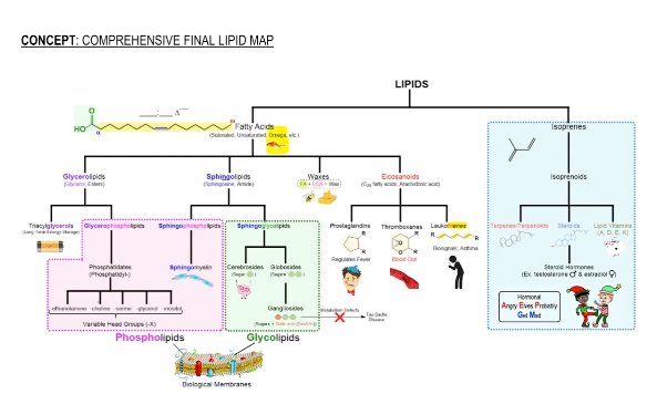 Comprehensive Final Lipid Map
