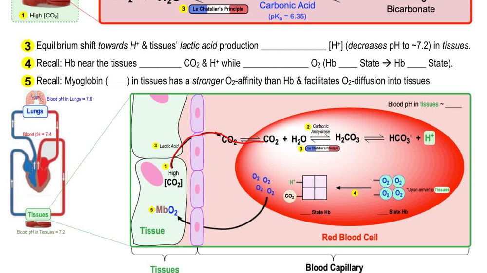 Hemoglobin Binding in Lungs & Tissues