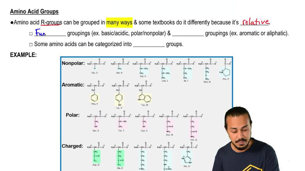 Amino Acid Groups