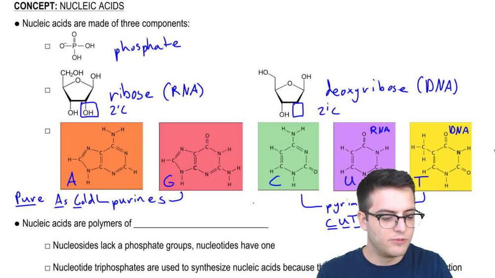 Nucleic Acids 1