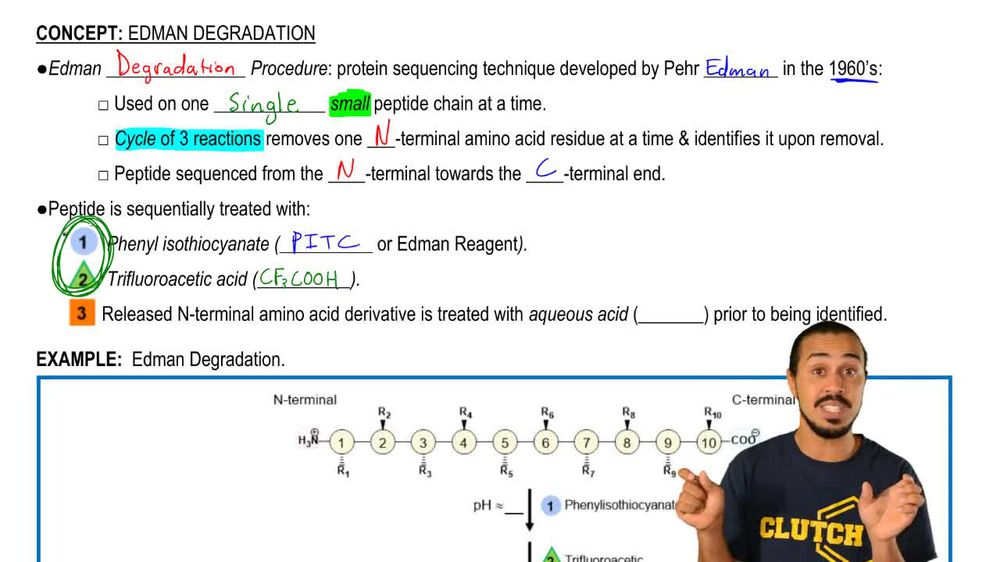 Edman Degradation