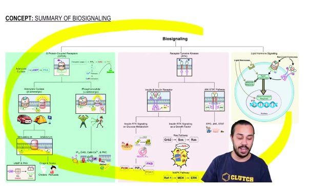 Summary of Biosignaling