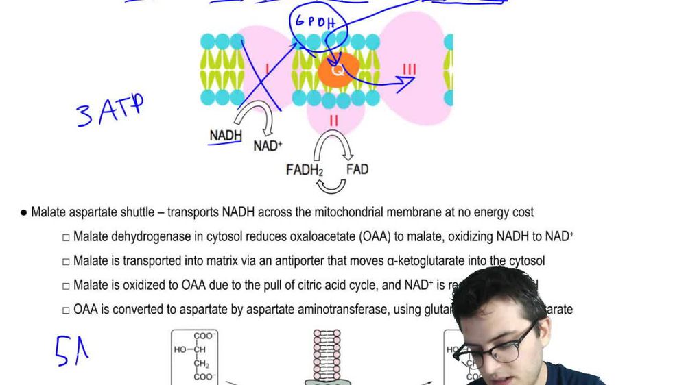 Oxidative Phosphorylation 2