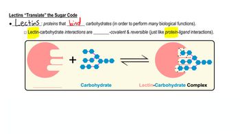 Lectins