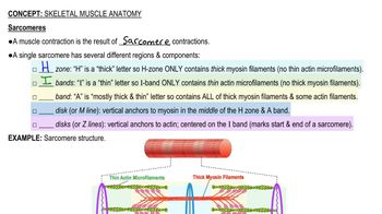 Skeletal Muscle Anatomy
