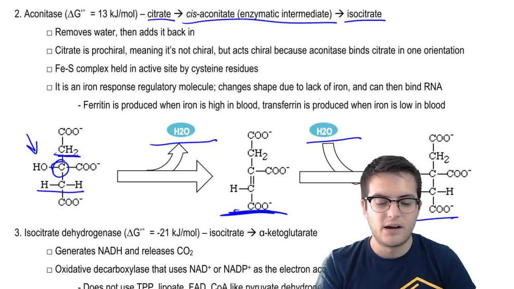 Citric Acid Cycle 2
