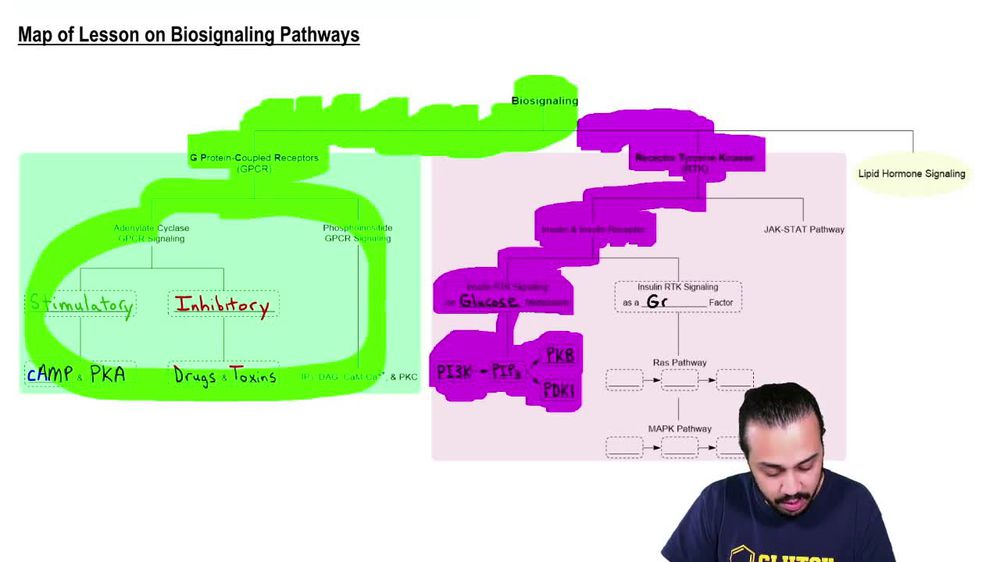 Insulin Signaling as a Growth Factor