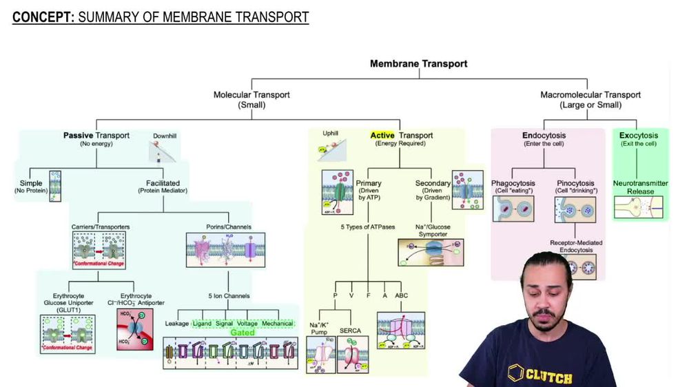 Summary of Membrane Transport