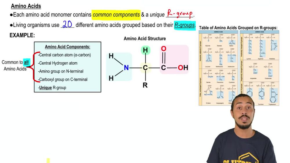 Amino Acids