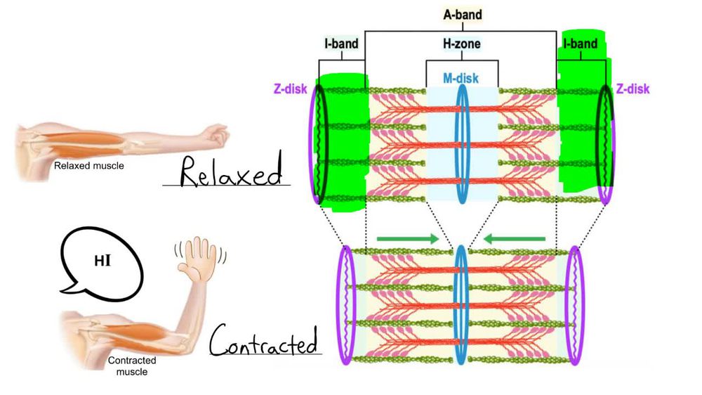 Skeletal Muscle Contraction
