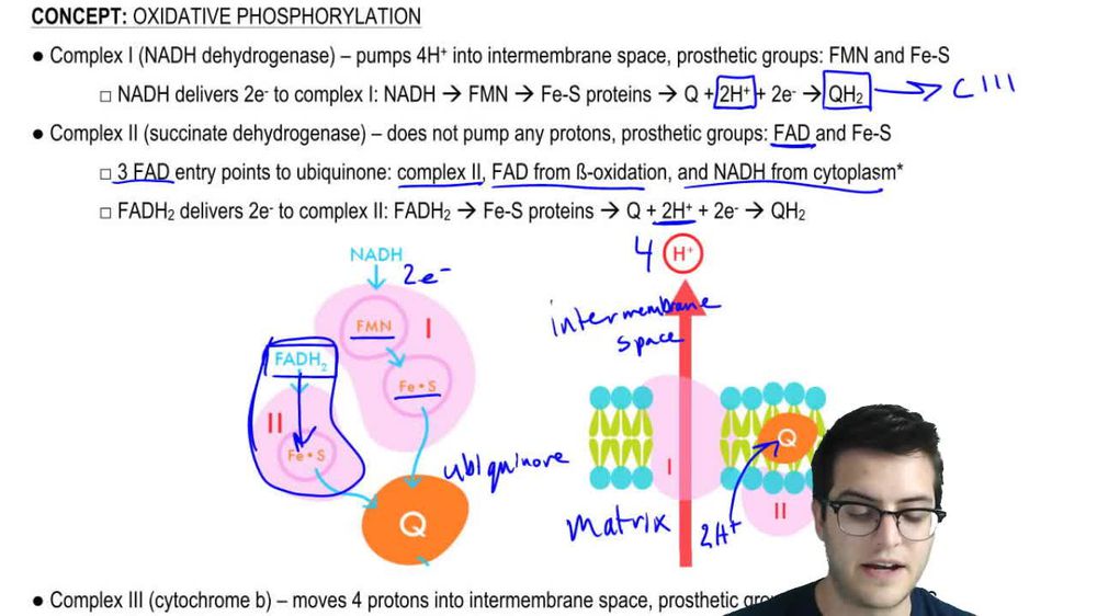 Oxidative Phosphorylation 3