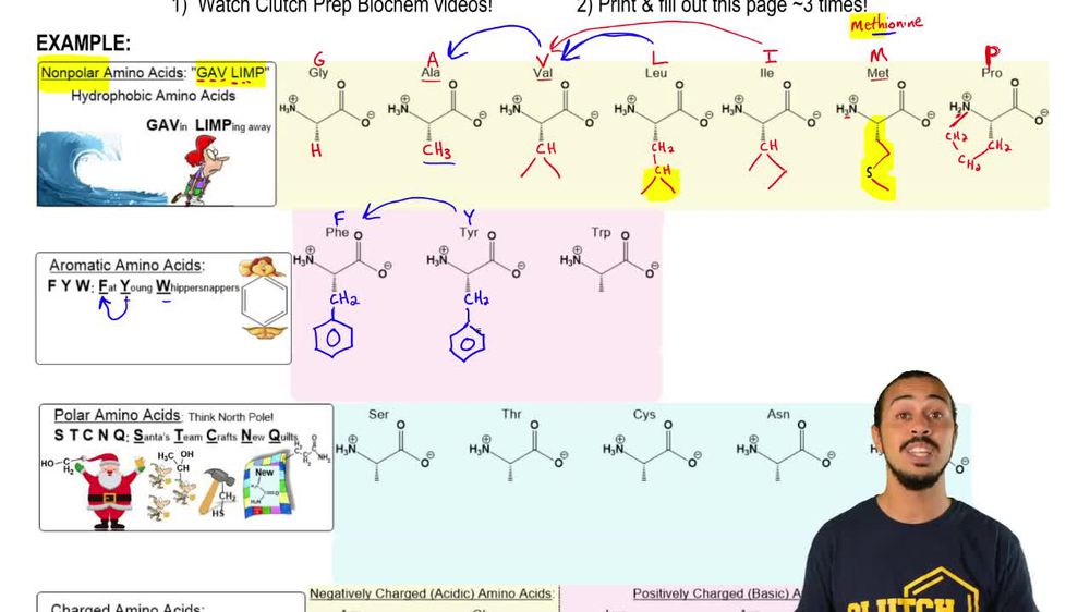 Memorizing Amino Acids