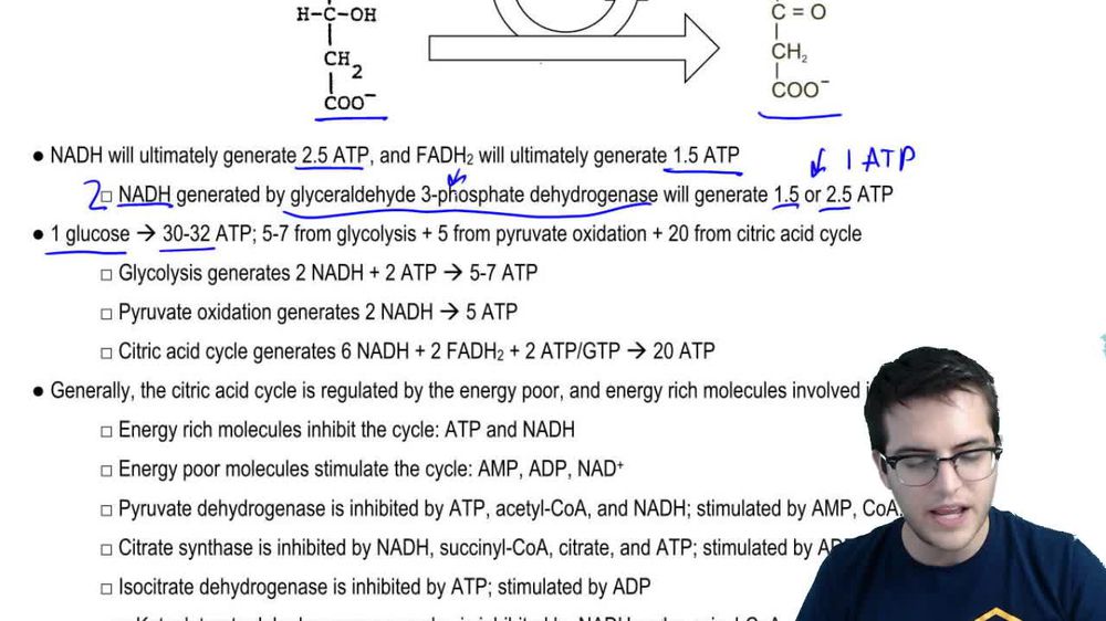 Citric Acid Cycle 4