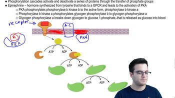 Biosignaling 2