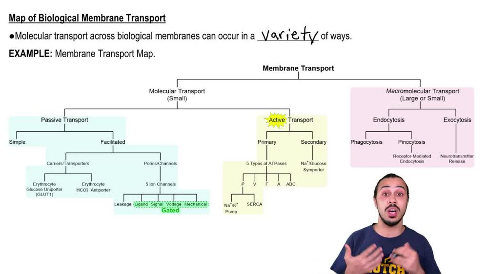 Biological Membrane Transport