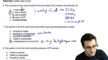 Citric Acid Cycle Practice 2