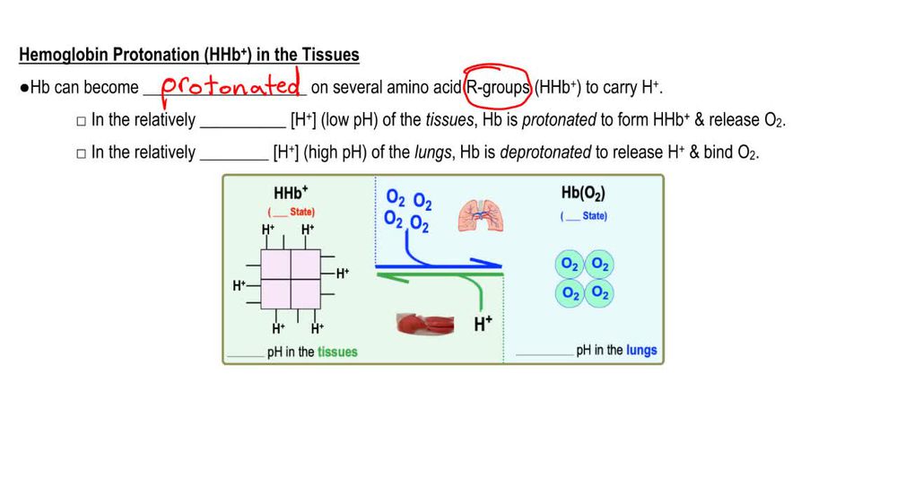 Hemoglobin Carbonation & Protonation