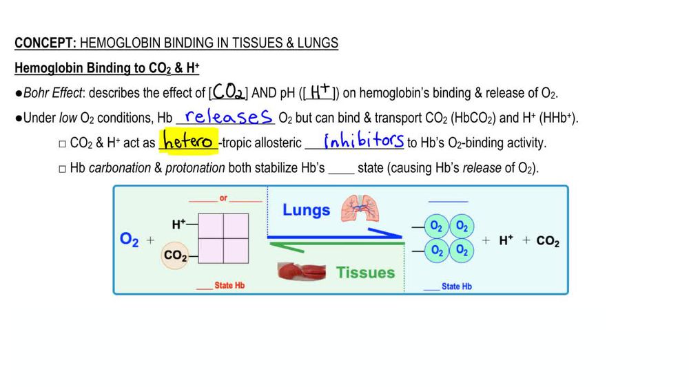 Hemoglobin Binding in Lungs & Tissues