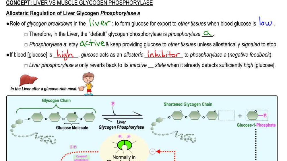 Liver vs Muscle Glycogen Phosphorylase