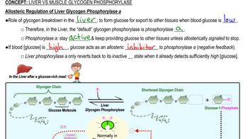 Liver vs Muscle Glycogen Phosphorylase