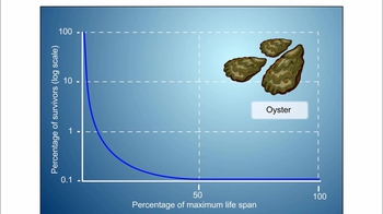 Animation: Investigating the Survivorship Curve of Oysters