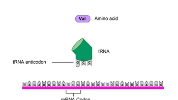 Animation: Transfer RNA