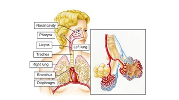 Animation: The Human Respiratory System