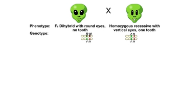 Animation: Linked Genes and Crossing Over