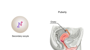 Animation: Human Oogenesis