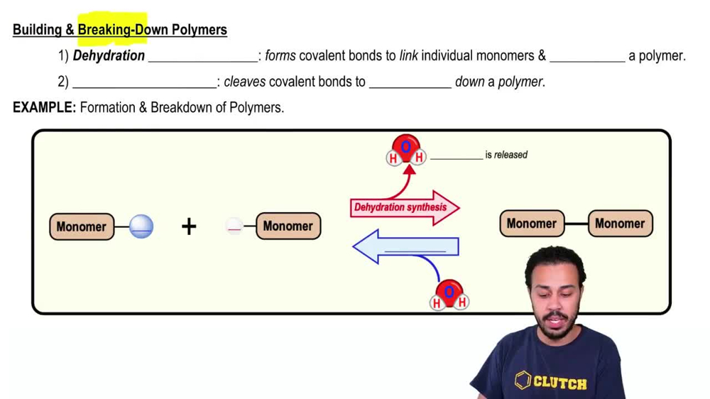 Building & Breaking-Down Polymers