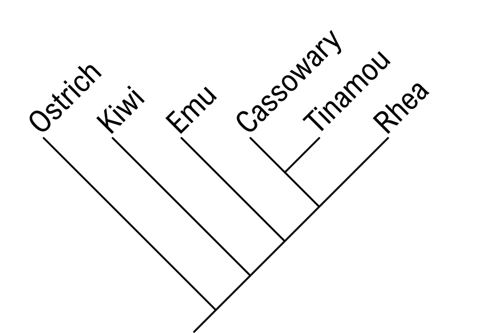 Phylogenetic tree depicting relationships among ostrich, kiwi, emu, cassowary, tinamou, and rhea.
