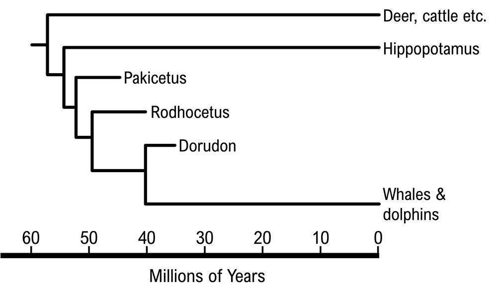 Phylogenetic tree showing relationships of Pakicetus, Rodhocetus, and Dorudon to modern whales.