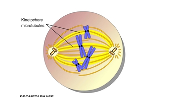Animation: Mitosis