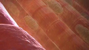 BioFlix: Cellular Respiration (Introduction)