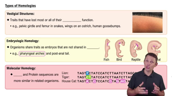 Types of Homologies