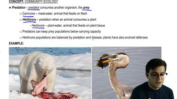 Predation