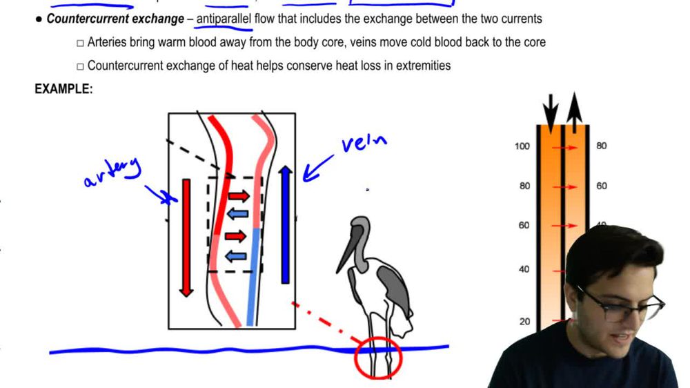 Countercurrent Exchange