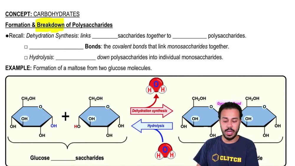 Formation & Breakdown of Polysaccharides
