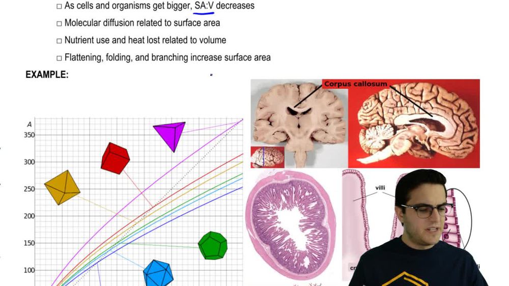 Surface Area to Volume Ratio