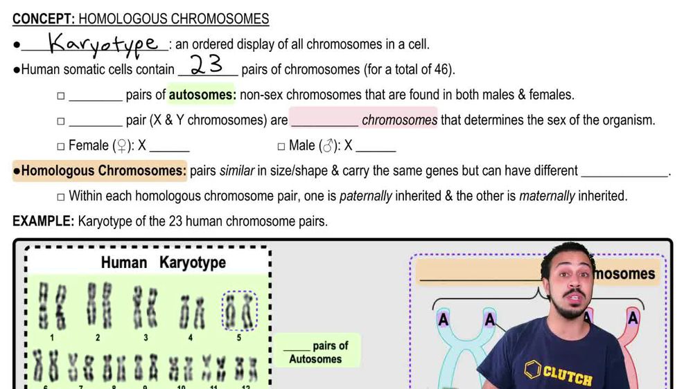 Homologous Chromosomes