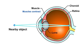 Animation: Near and Distance Vision