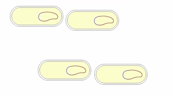 Animation: Phage Lysogenic and Lytic Cycles