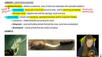 Lophotrochozoans