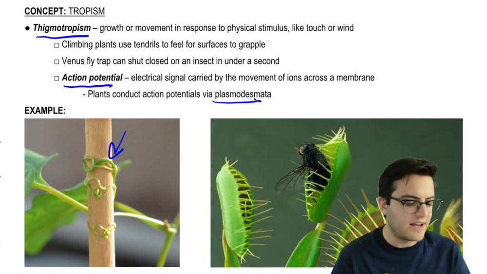 Thigmotropism and Cytokinins