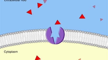 Animation: Facilitated Diffusion