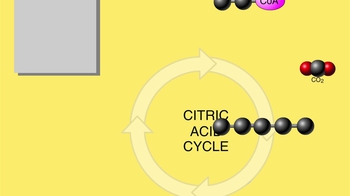 Animation: The Citric Acid Cycle