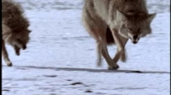 Short Video: Agonistic Behavior in Wolves